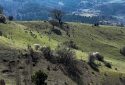 BALIKESİR YUKARIGÖCEK TE KELEPİR ARAZİ